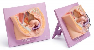 Weibliches Becken als Modell mit Einblick auf die Organe